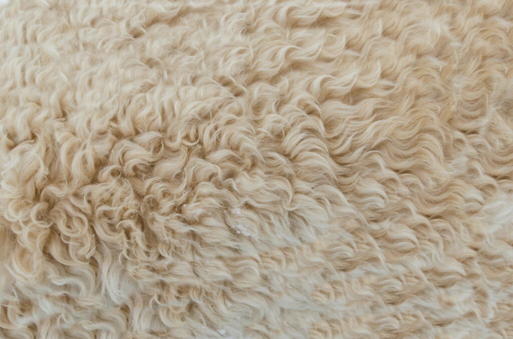 Detailed close-up of beige wool texture, showcasing soft, curly fibers perfect for backgrounds and design elements.